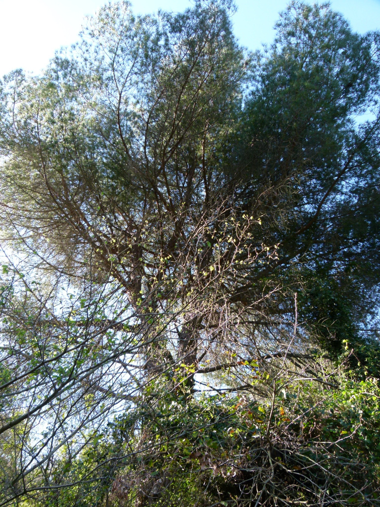 Detall de la capçada.