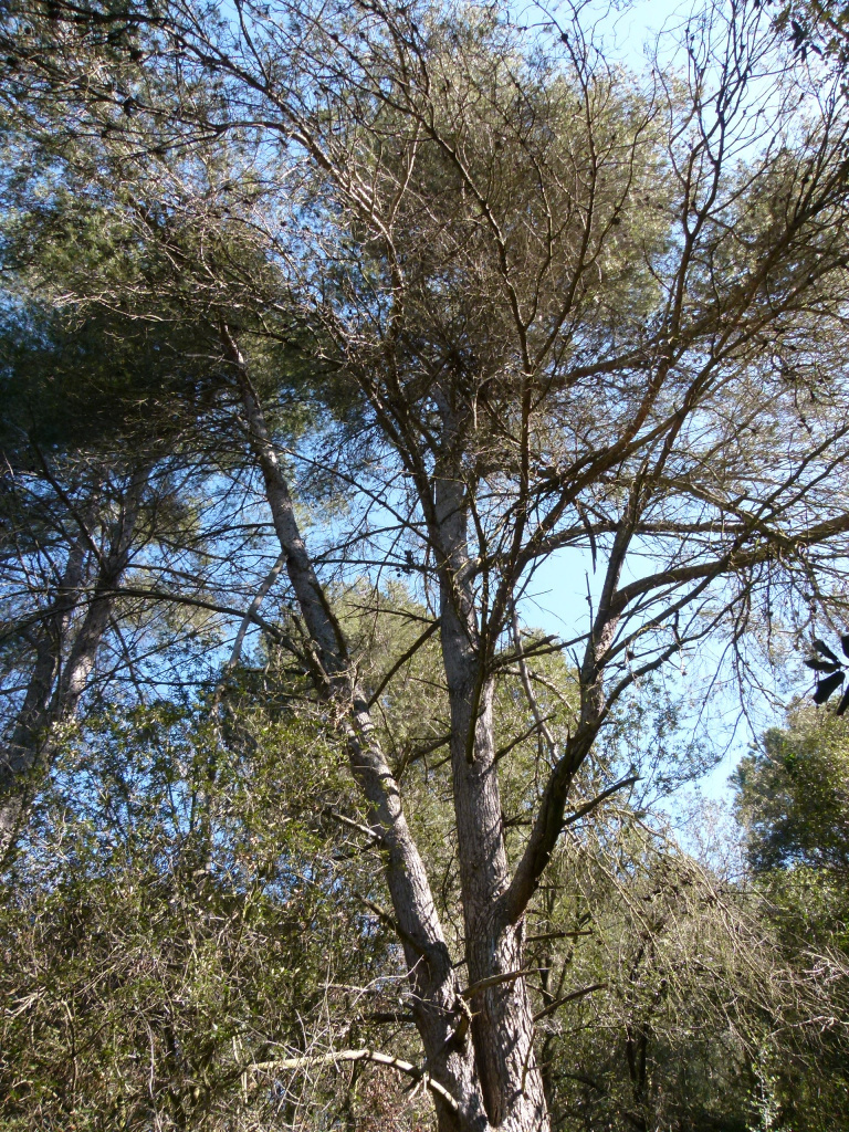 Detall de la capçada.