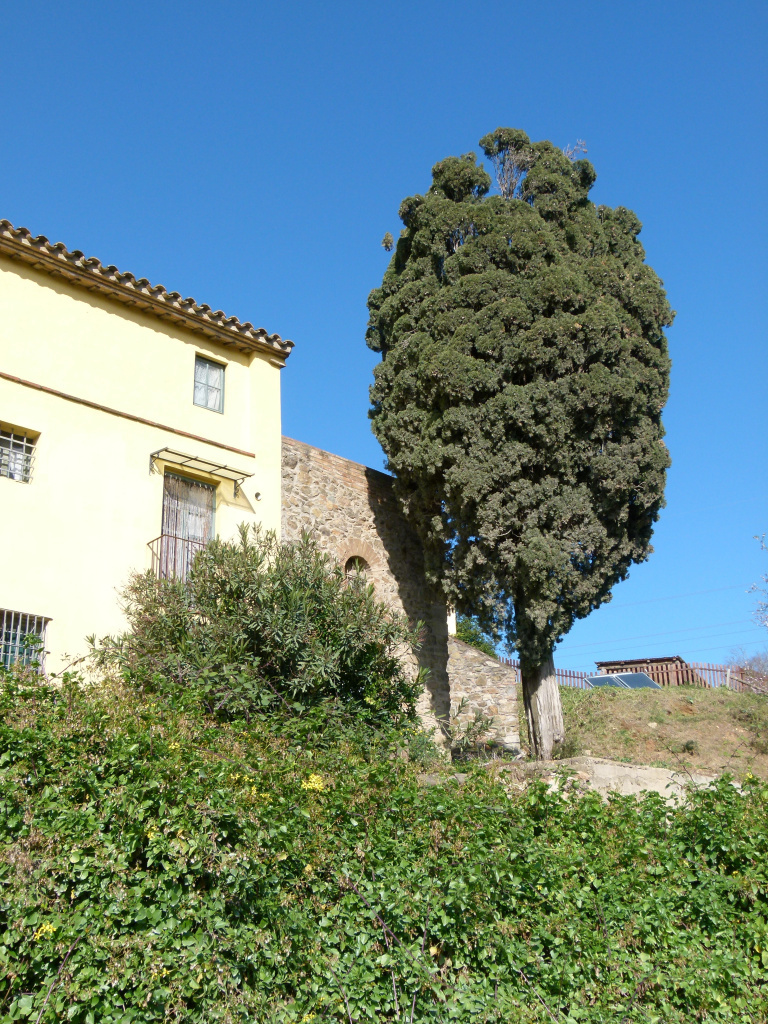 Vista detall del xiprer.