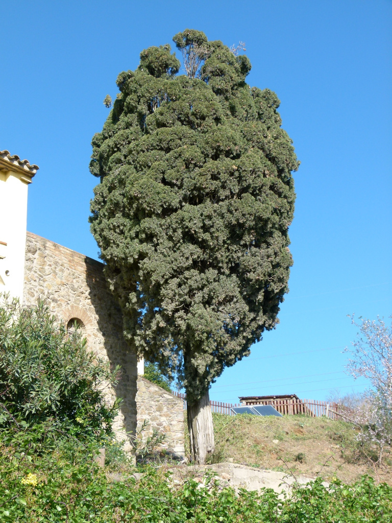 Vista detall del xiprer de can Vilar de la Muntanya.