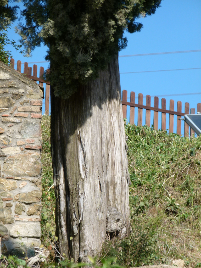 Vista detall del tronc del xiprer.