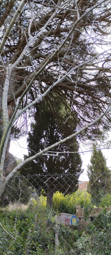 Vista general de l'emplaçament del xiprer.