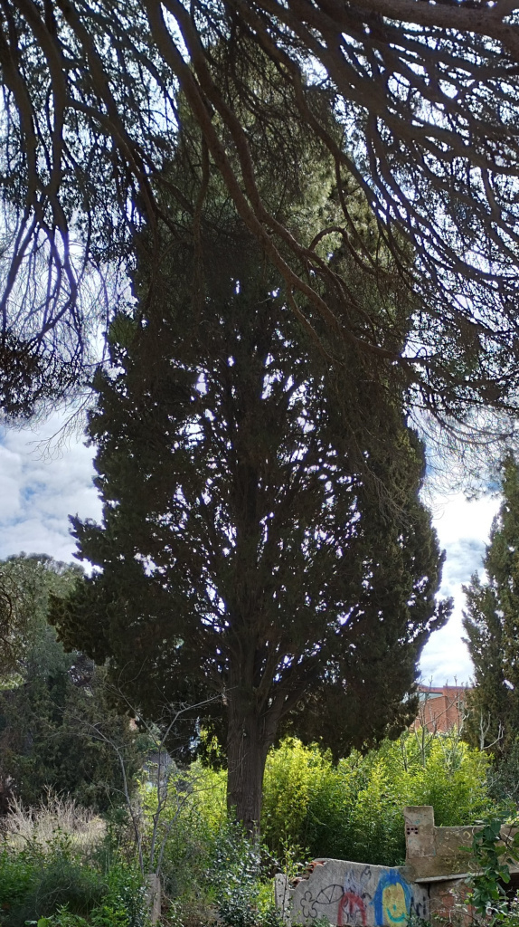 Vista detall del xiprer.