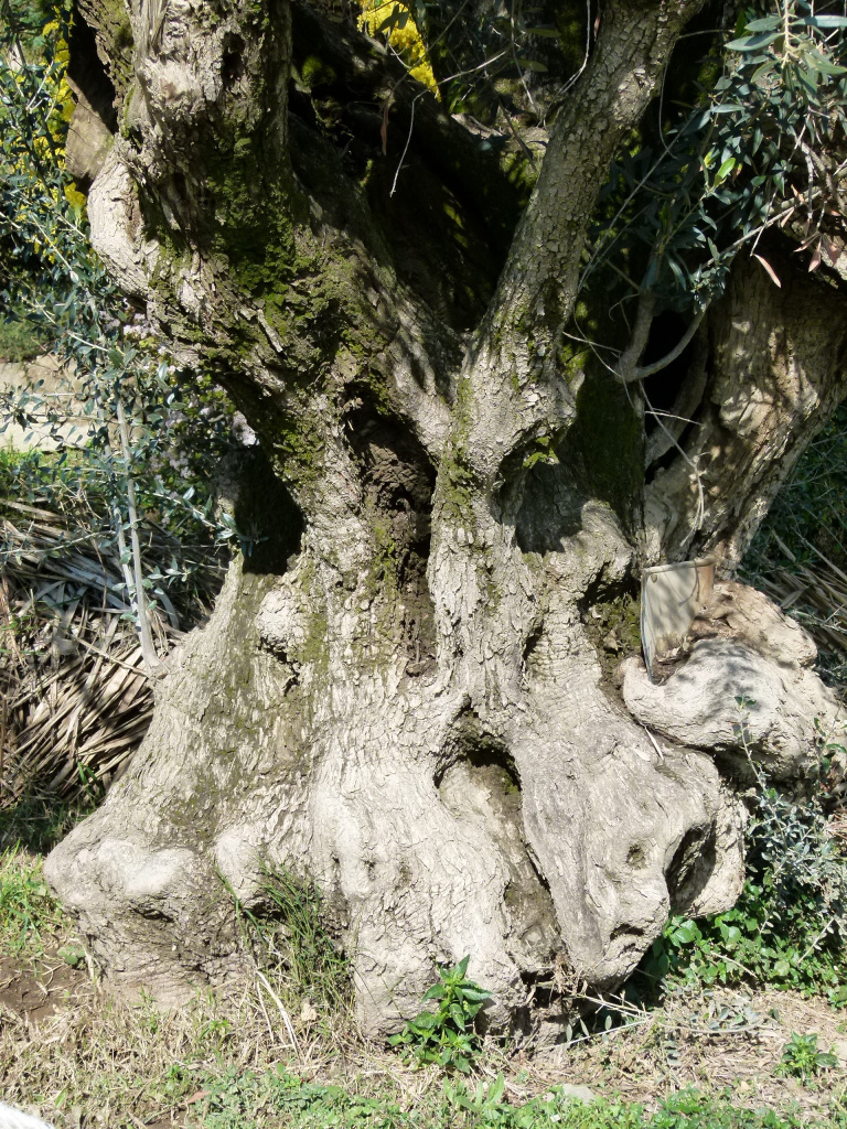 Vista detall del tronc de l'olivera.