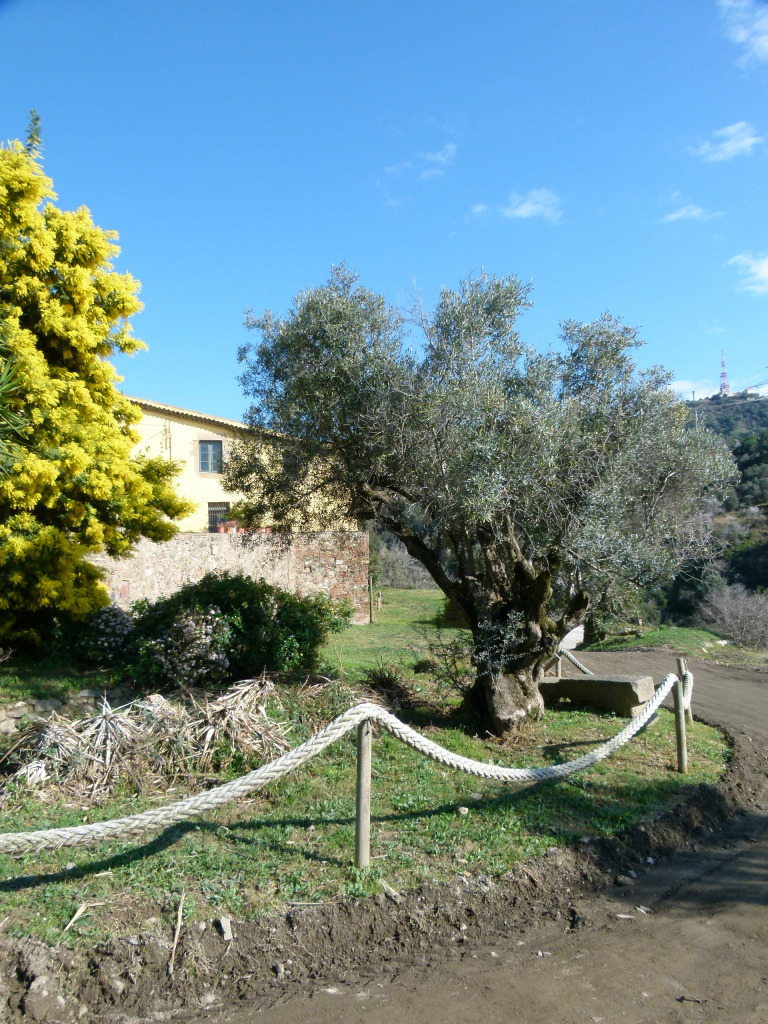 Vista general de l'emplaçament de l'olivera amb can Vilar de la Muntanya al fons.