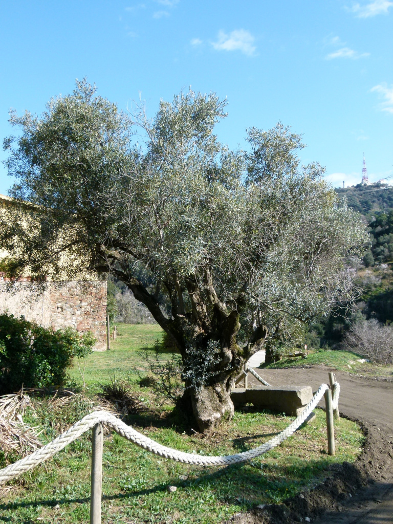 Vista detall de l'olivera al marge del camí de can Vilà.