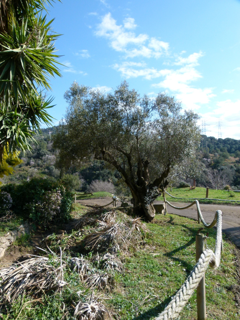 Vista general de l'emplaçament de l'olivera. 