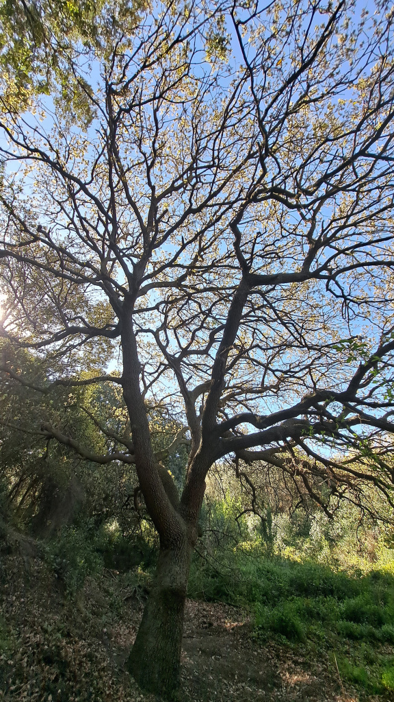 Vista general del roure al costat del camí que condueix fins a la font del Rector.