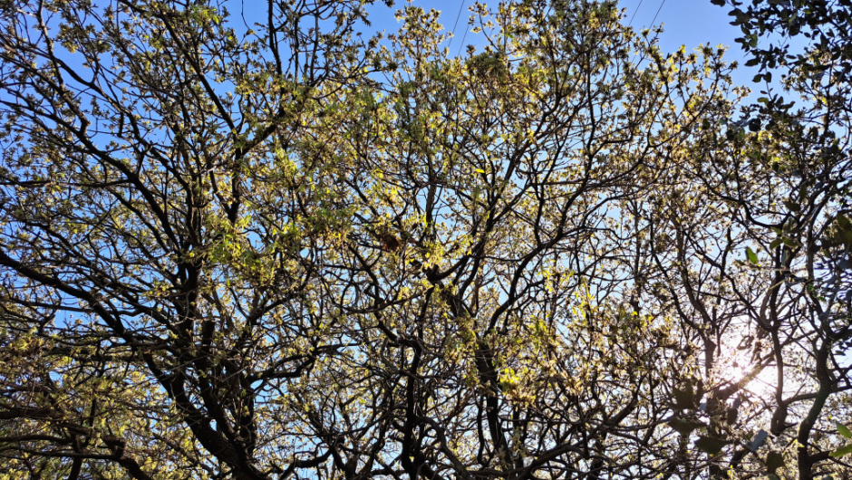 Detall de la capçada.