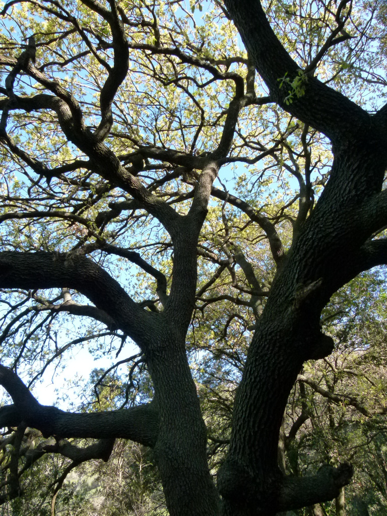 Detall del brancatge.