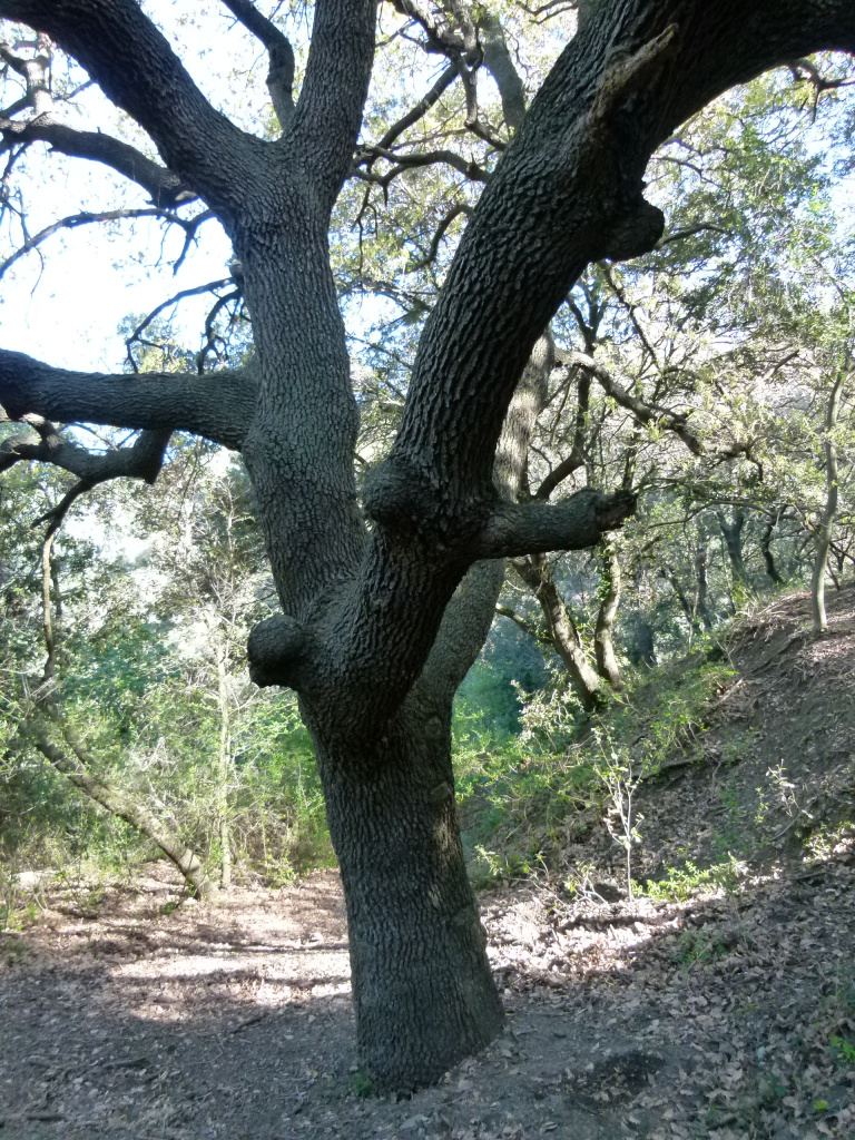 Vista detall del tronc i el brancatge.