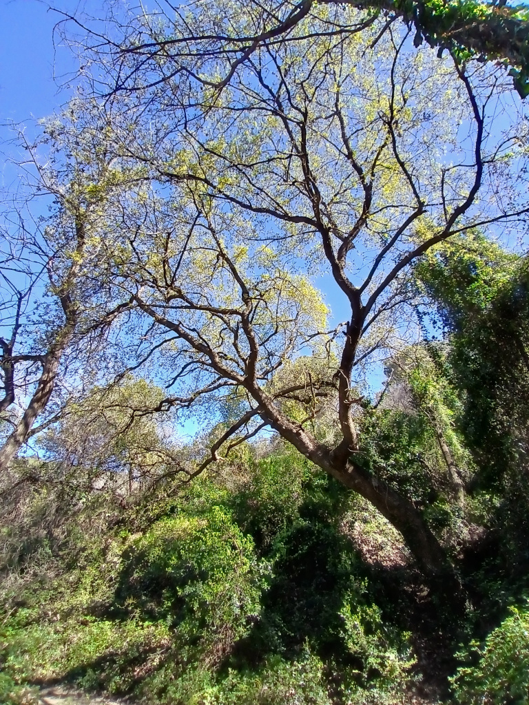Vista del roure al costat del camí. 
