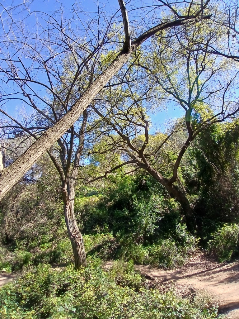 Vista general de l'emplaçament del roure al costat del camí.