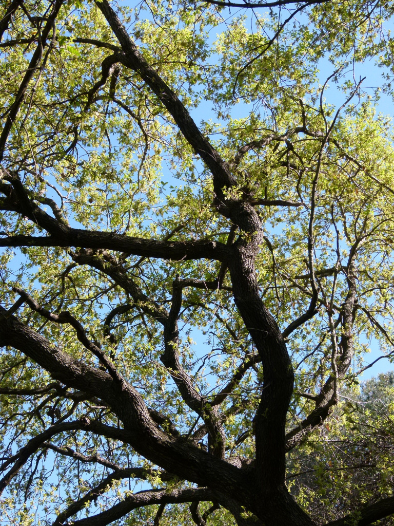 Vista detall de la capçada.