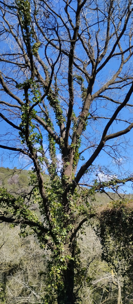 Detall de la capçada del roure.