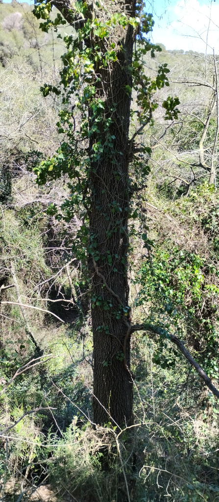 Vista detall del tronc.