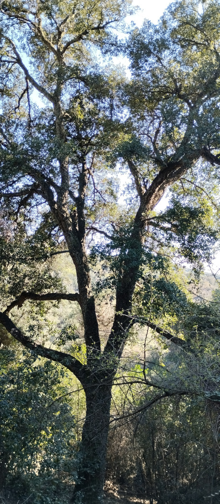 Detall del tronc i el brancatge.