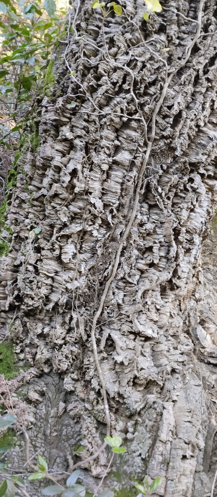 Detall de l'escorça.