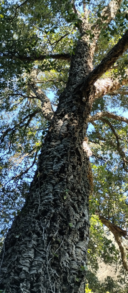 Vista detall del tronc.