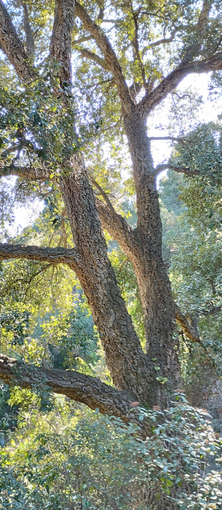 Detall del tronc i el brancatge.