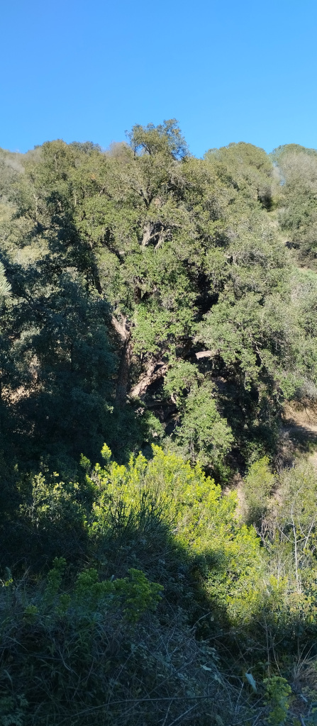 Vista general de l'emplaçament al torrent d'en Llevallol.