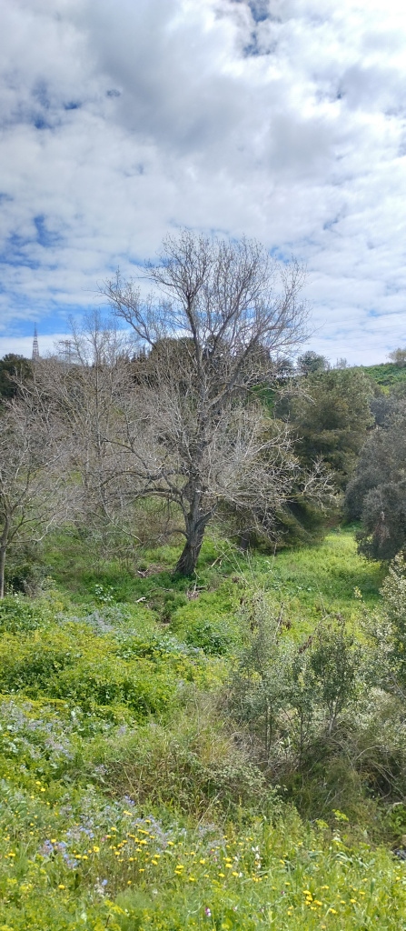 Vista general de l'emplaçament dins de la riera de Sant Just.