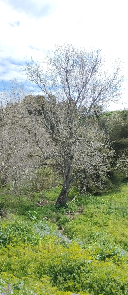 Vista del pollancre a la llera de la riera de Sant Just.