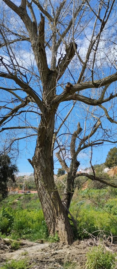 Detall del tronc i del brancatge. 