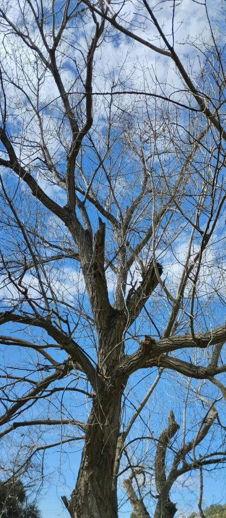 Detall de la capçada.