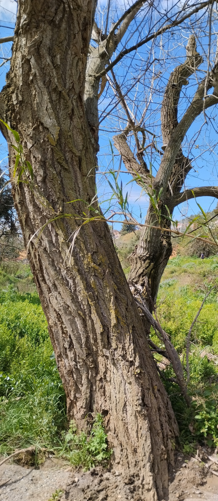 Detall del tronc.