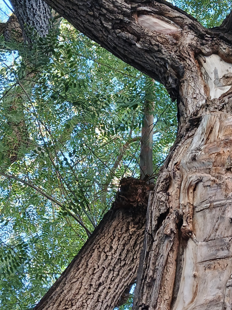 Vista detall del tronc i la capçada.