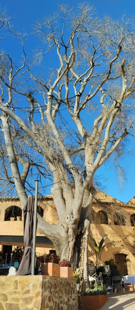 Vista detall del lledoner situat al pati de can Carbonell.