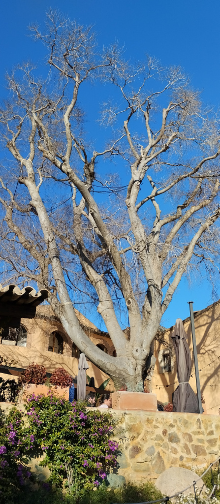 Vista detall del lledoner situat al pati de can Carbonell.