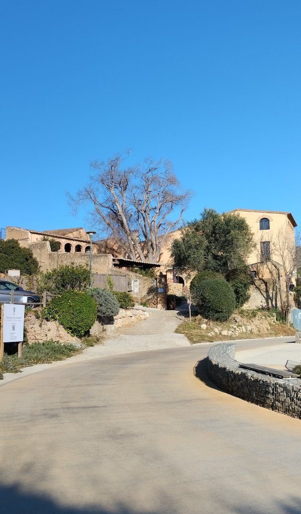 Vista general de l'emplaçament del lledoner de can Carbonell.
