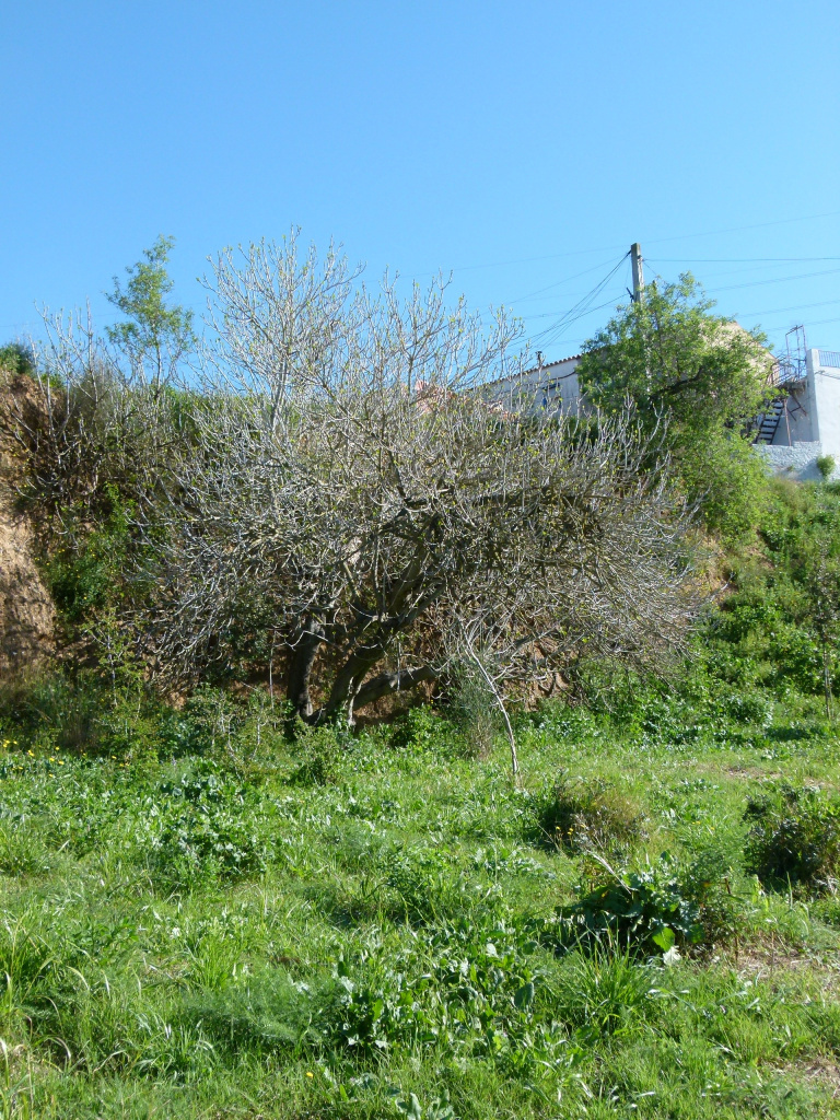 Figuera al marge del camí.