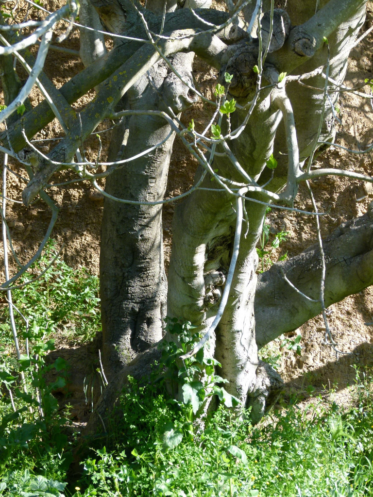 Vista detall del tronc.