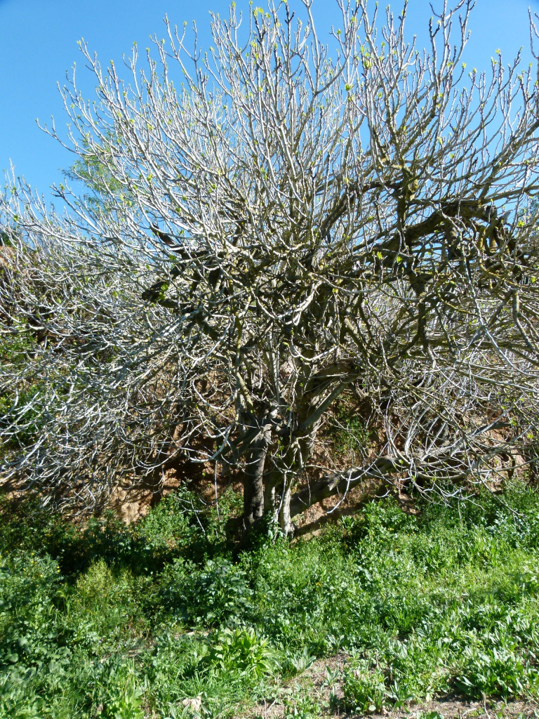 Vista detall de la figuera.