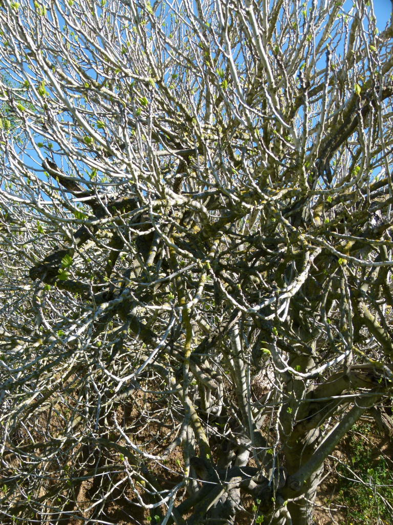 Vista detall de la capçada.