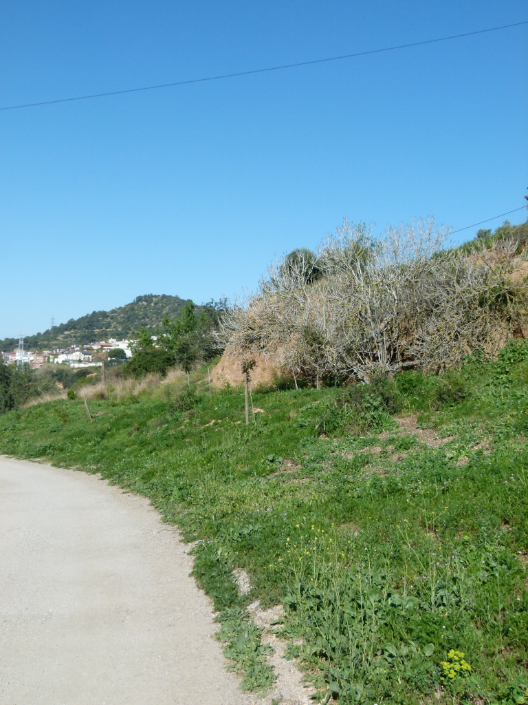 Vista general de l'emplaçament de la figuera al marge del camí de la Font de la Beca.