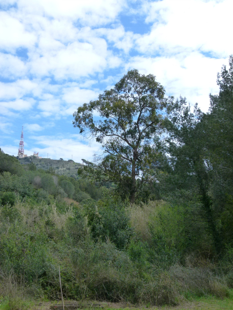 Vista de l'eucaliptus al torrent d'en Biosca.