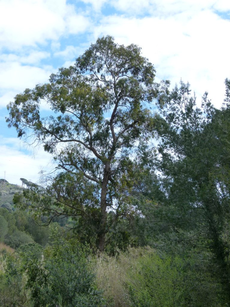 Vista detall de l'eucaliptus. 