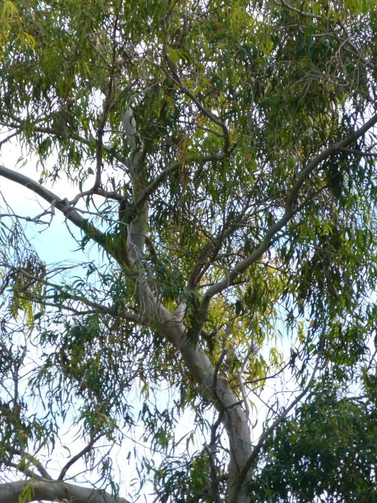 Vista detall de la capçada.