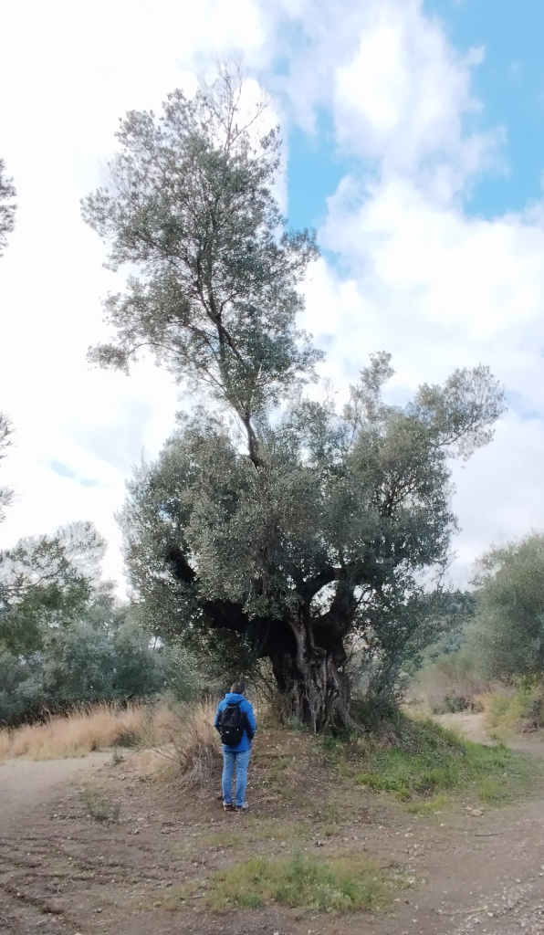 Olivera centenària de Ca n'Oliveres.