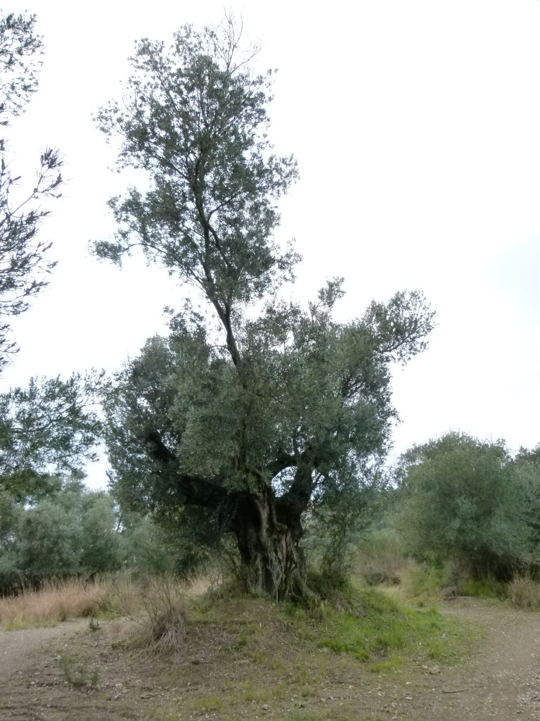 Vista de l'emplaçament de l'olivera centenària de ca n'Oliveres al marge del camí.