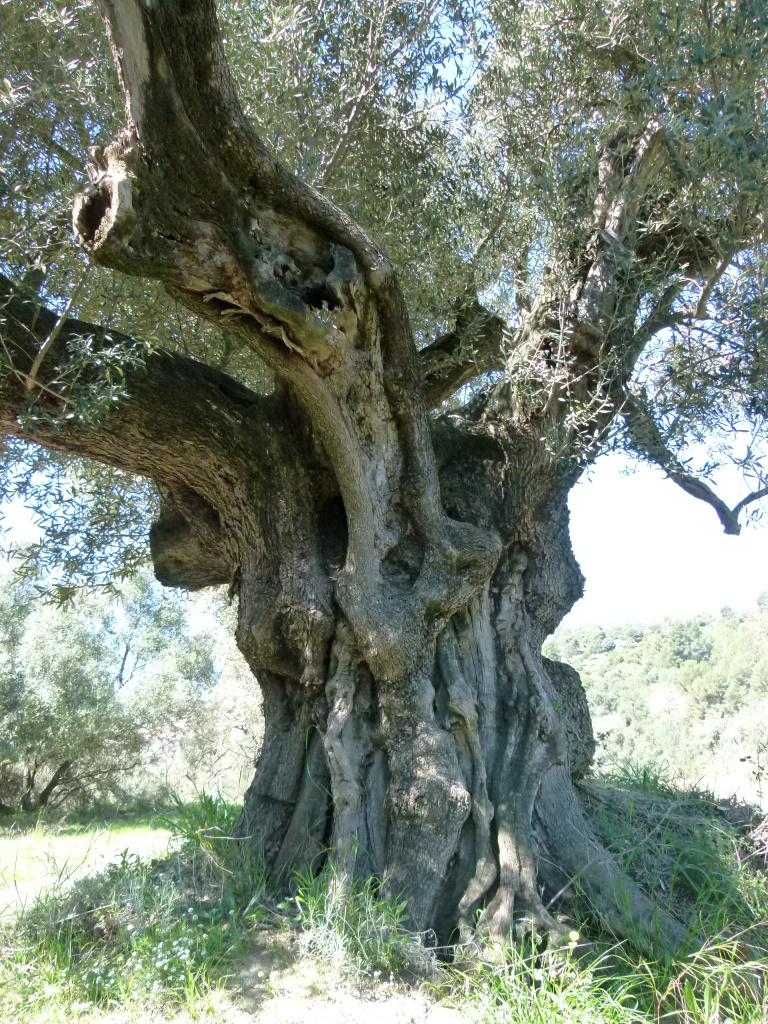 Detall del tronc i les branques.