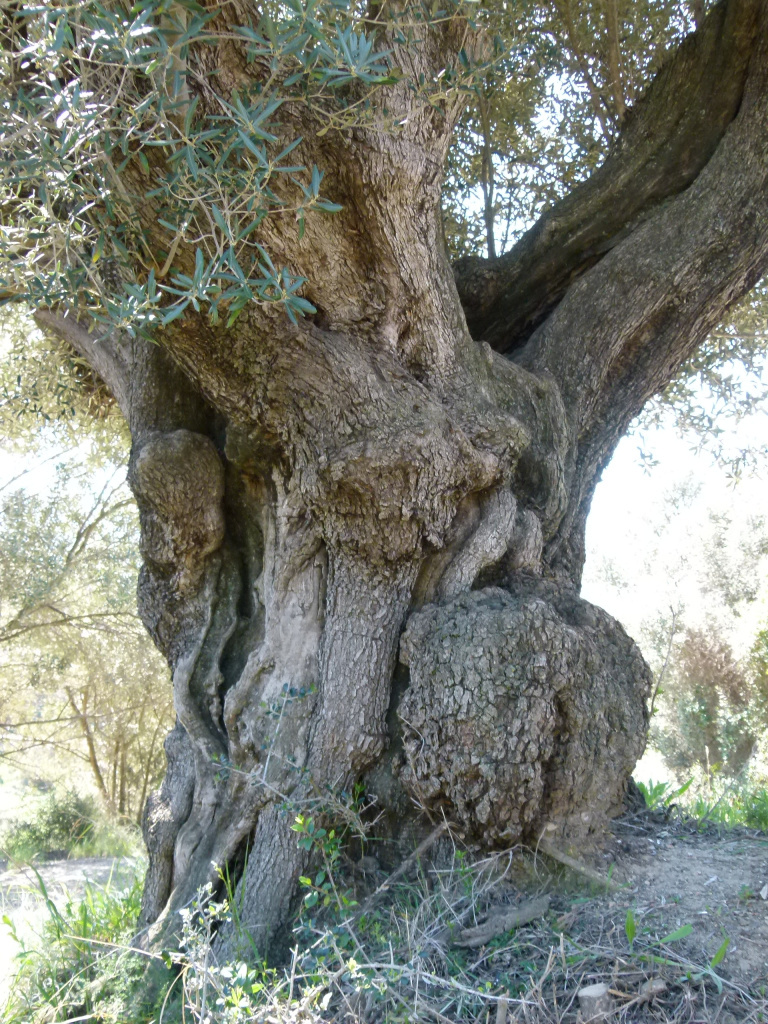 Detall dels nusos del tronc. 