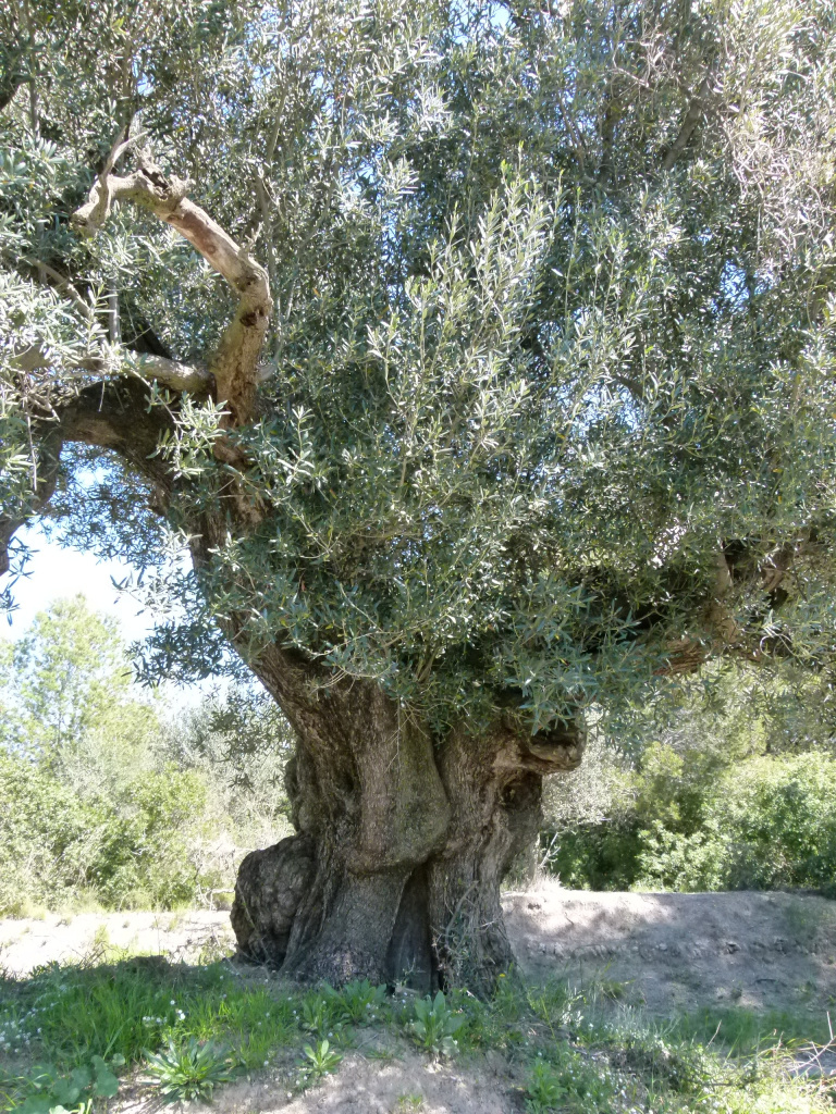 Detall del tronc i la capçada.