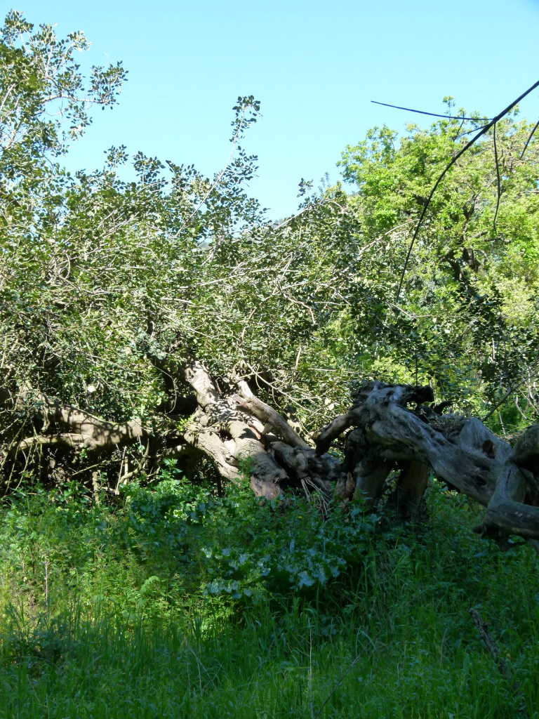 Vista del garrofer.