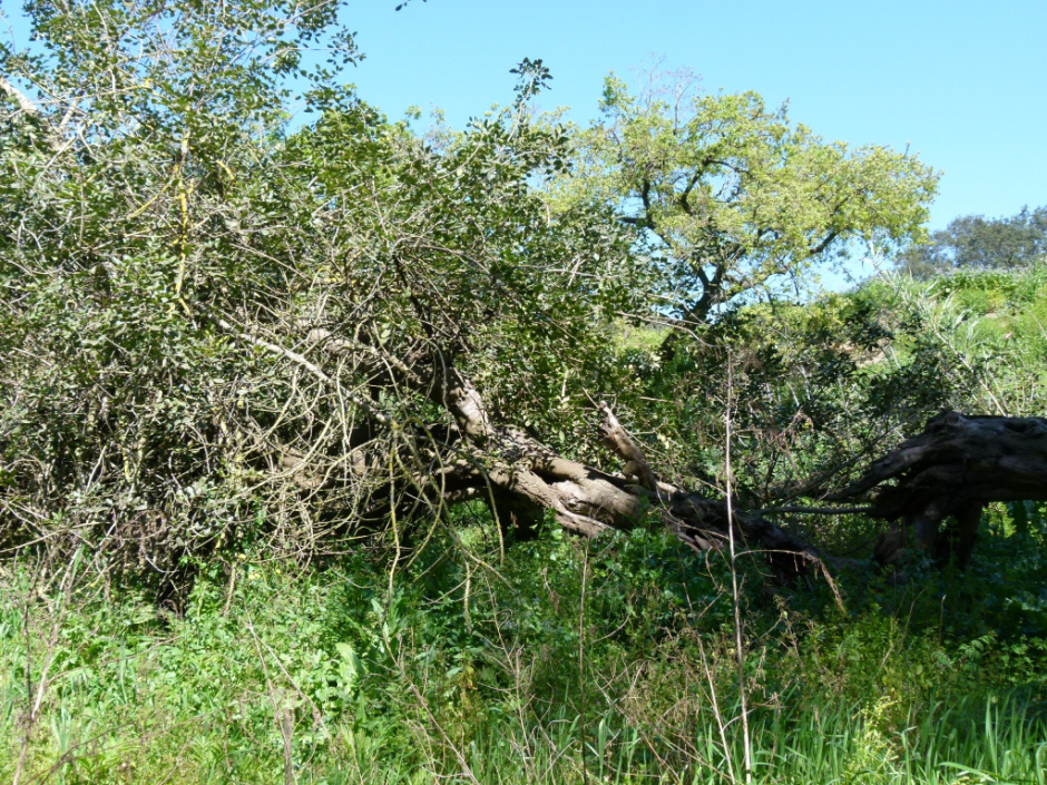 Vista del garrofer a la llera de la riera de Sant Just.