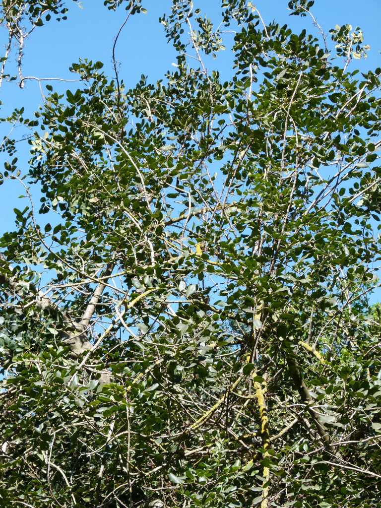 Detall de la capçada.